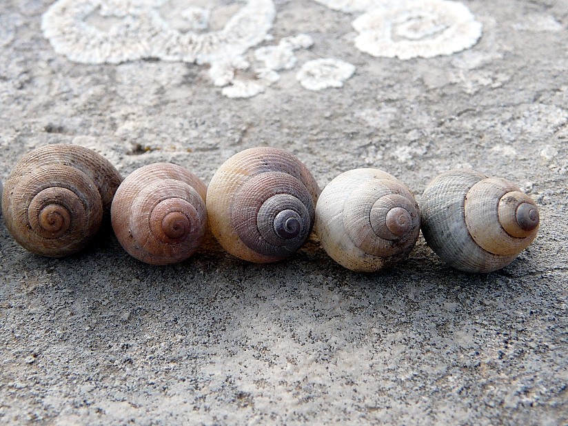 Pomatias elegans dal gargano